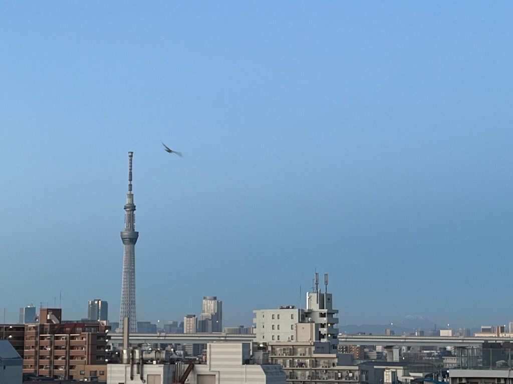 スカイツリーと鳩