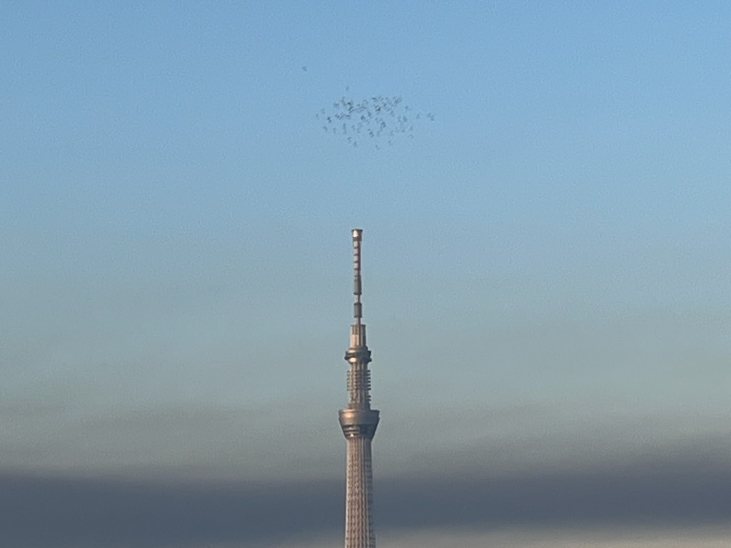 鳩とスカイツリー