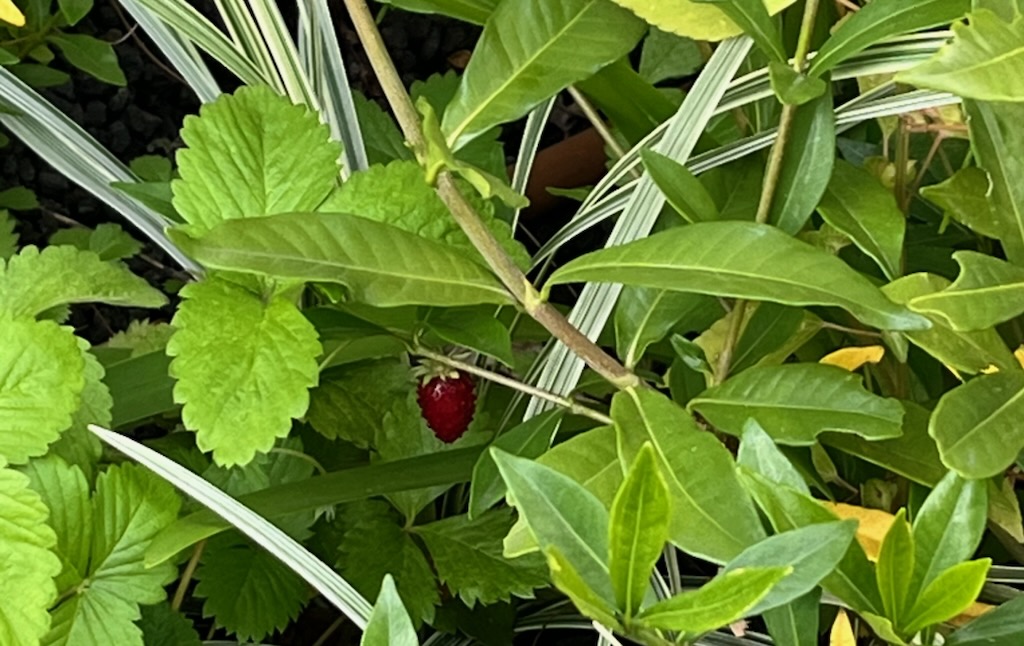 散歩中に見つけた苺