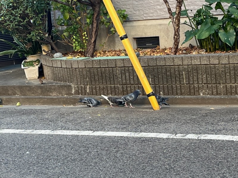 散歩中に見た鳩
