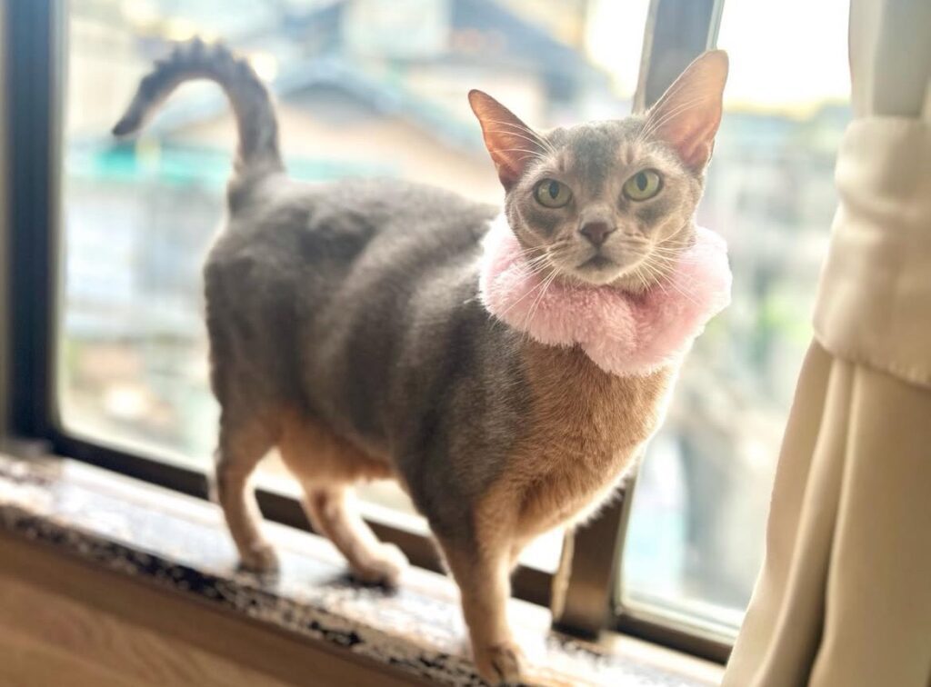 イワクラちゃん