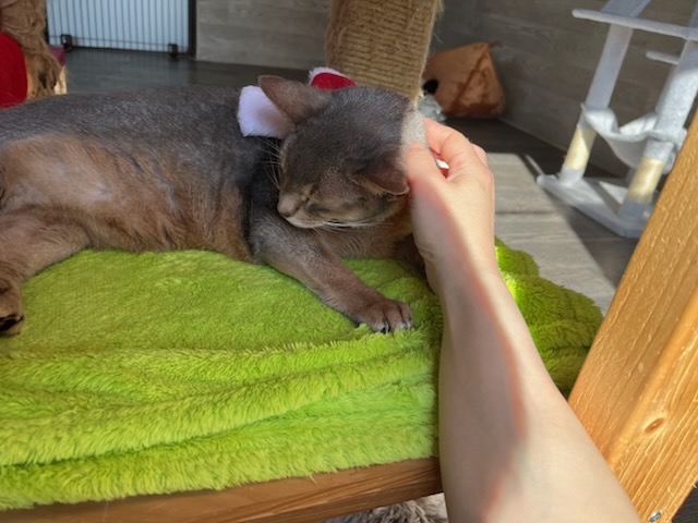 いわくらちゃん