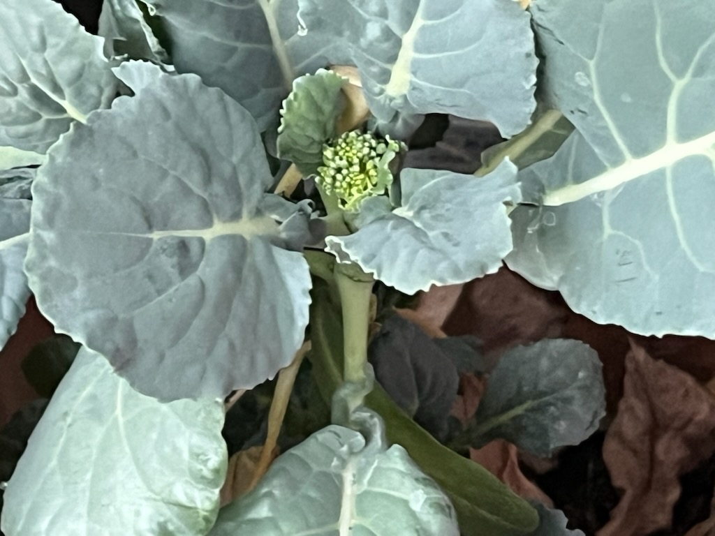 プランターのブロッコリー