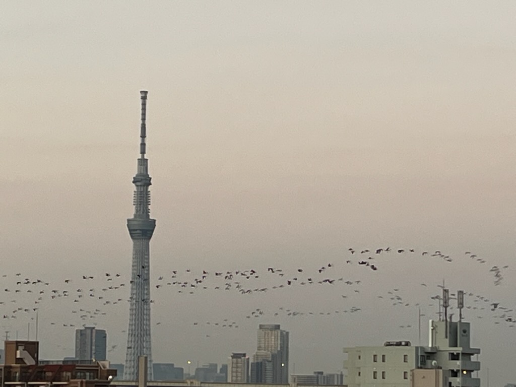 渡り鳥とスカイツリー