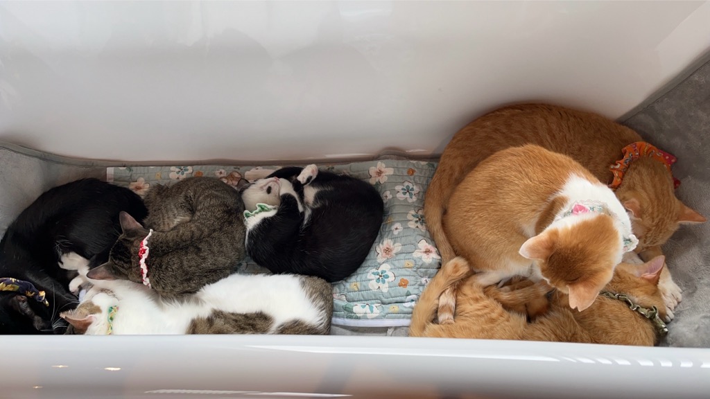 にゃんこさん２