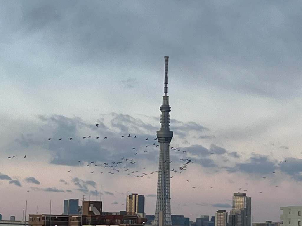 スカイツリーと渡り鳥