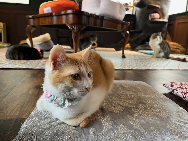 にゃんこさん１