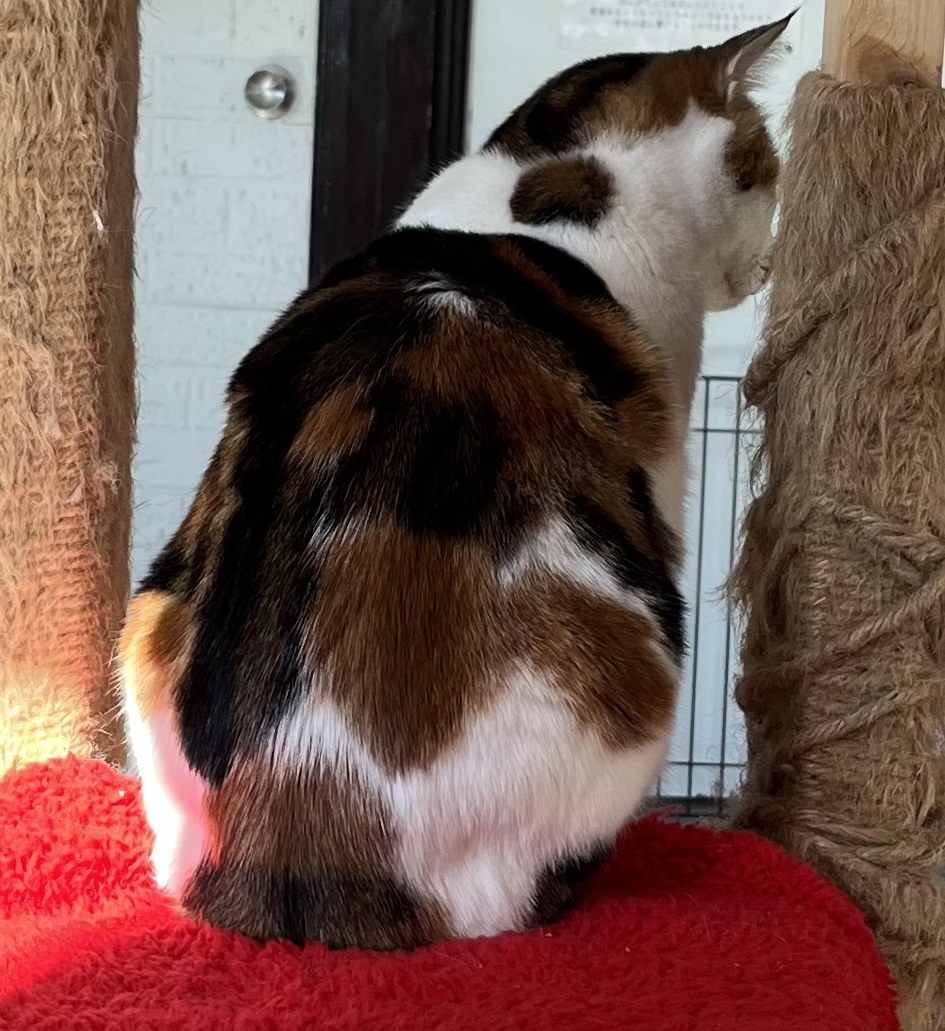 TicTokで使った猫の写真