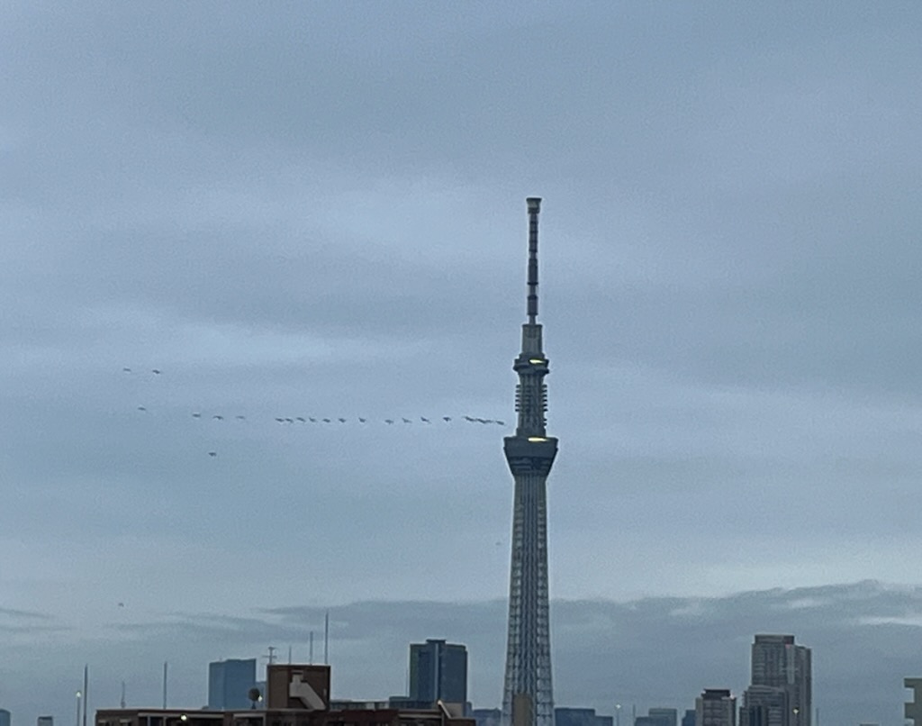 スカイツリーと渡り鳥