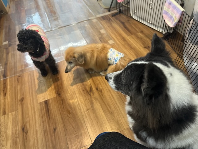 温もりカフェのスミス君、アイちゃん、ハッピー君