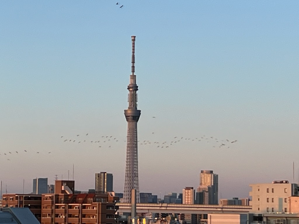 朝の鳥とスカイツリー