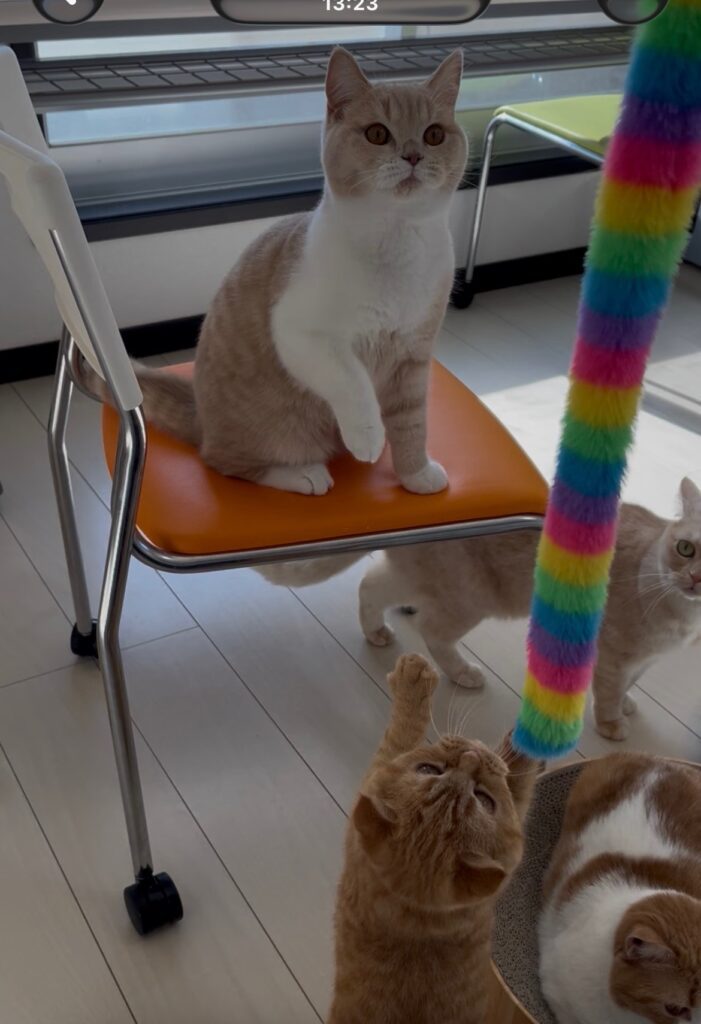 保護猫施設の猫ちゃんたち