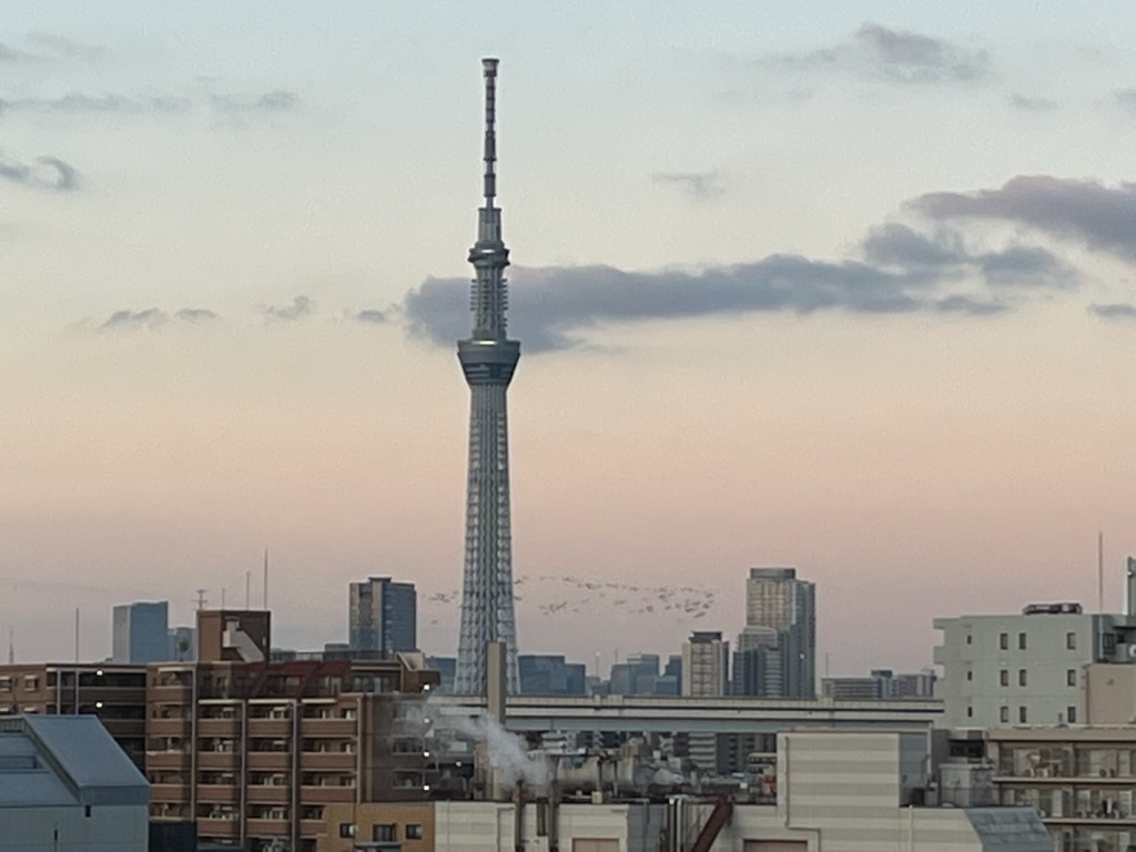 スカイツリーと渡り鳥