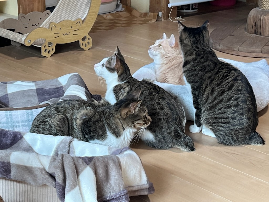 保護猫カフェの猫たち