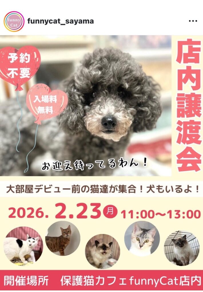 保護猫施設の譲渡会情報