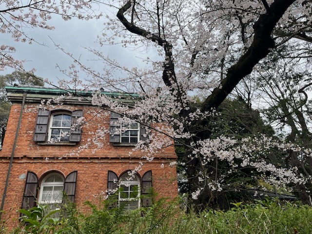 東京芸術大学の建物と桜