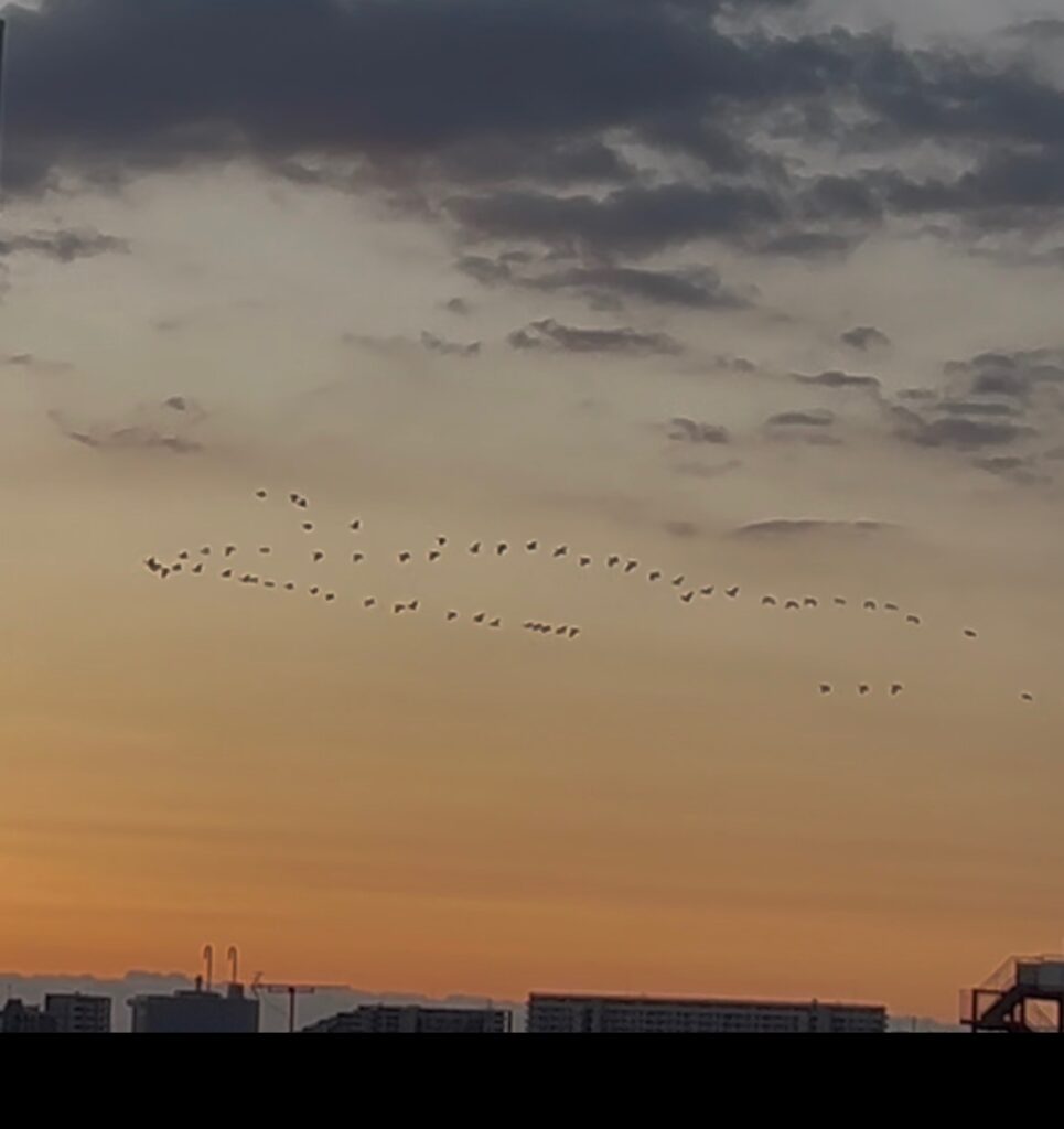 朝の渡り鳥