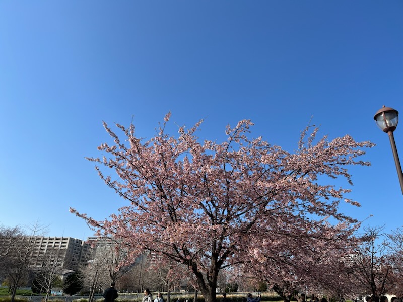 隅田川沿いの桜