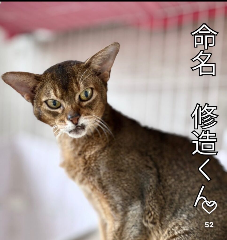 保護猫カフェの猫