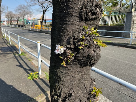 木の幹で咲いている桜