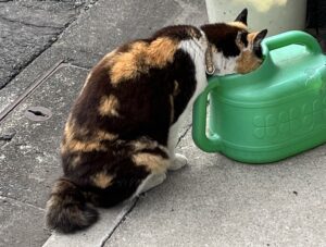 駅までの途中で見た猫