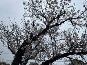 近所の桜