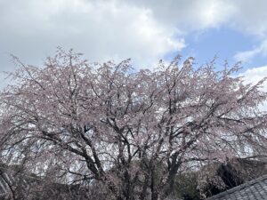 谷中霊園の桜