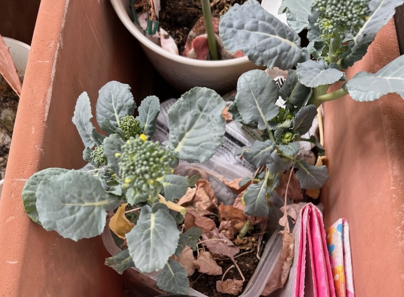 小さなブロッコリー