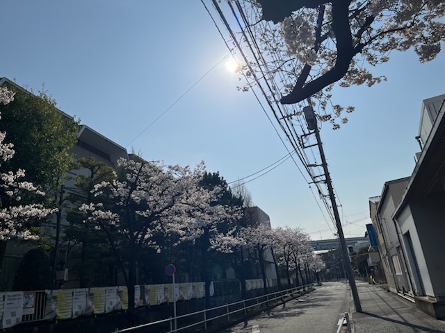 太陽と桜