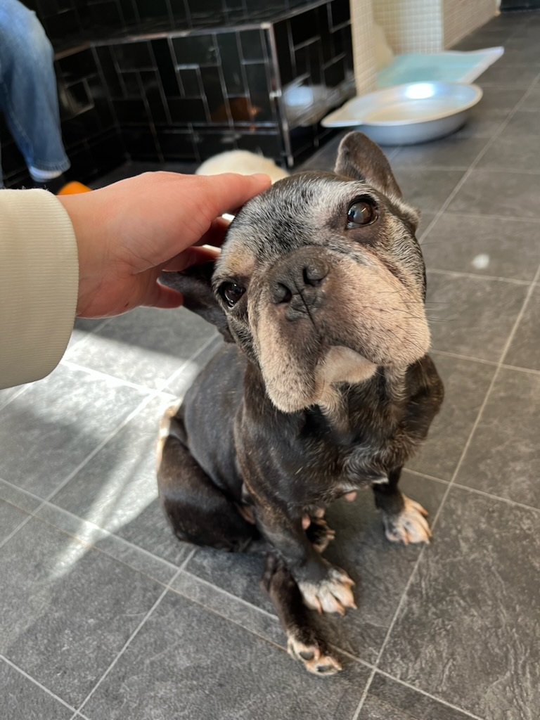 わんだん邸の子