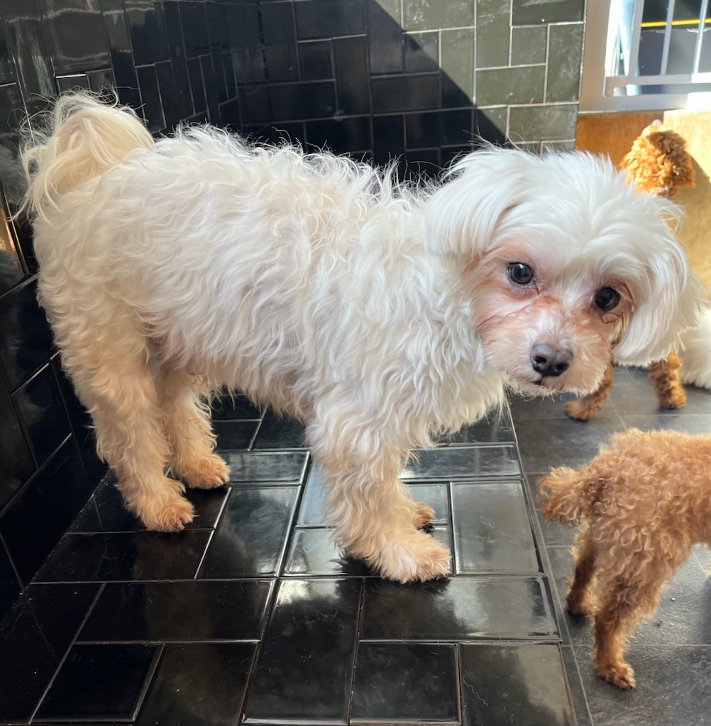 わんだん邸の子