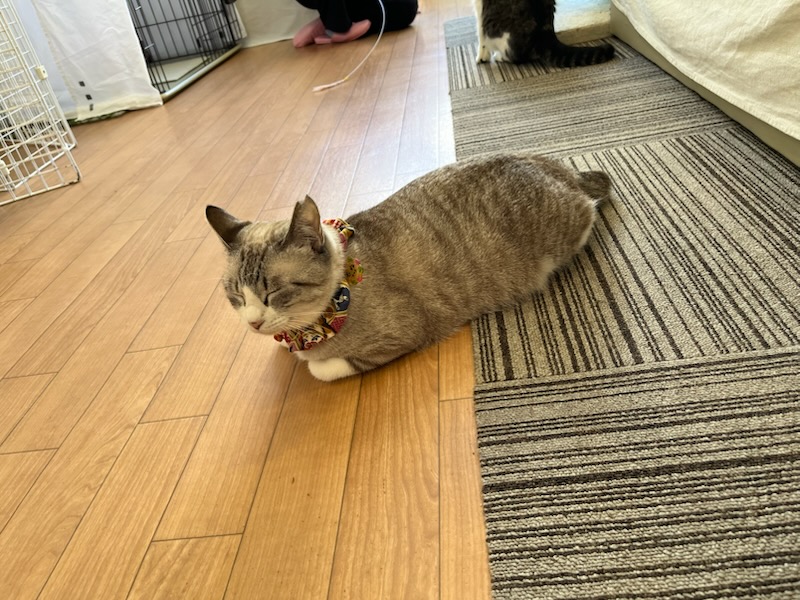 保護猫カフェさくらの猫