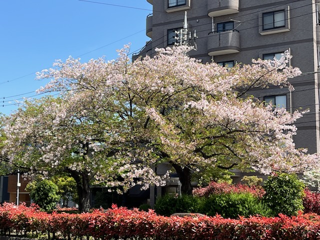 桜