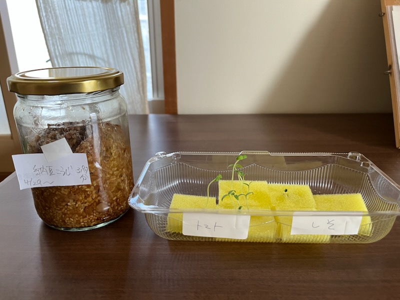 納豆麹、ミニトマトとしその芽