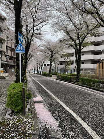 桜の通り