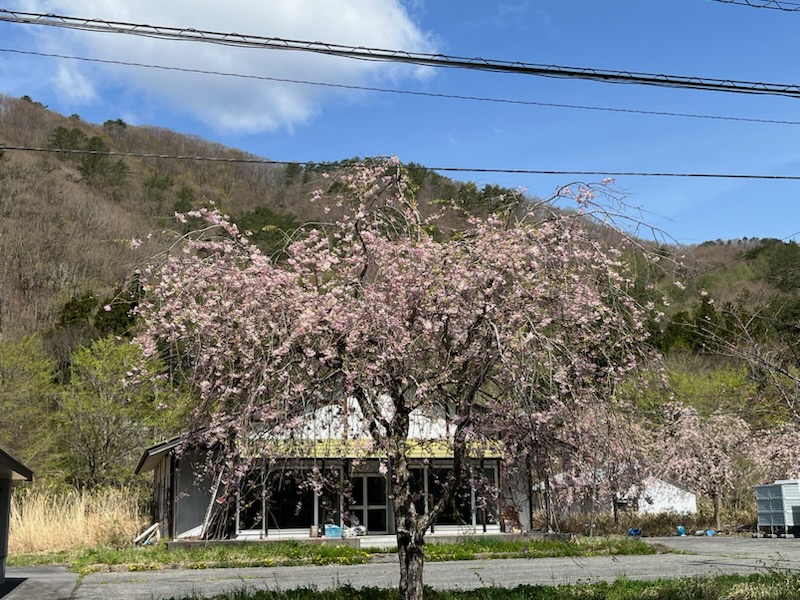 駅の近くに咲いていた桜