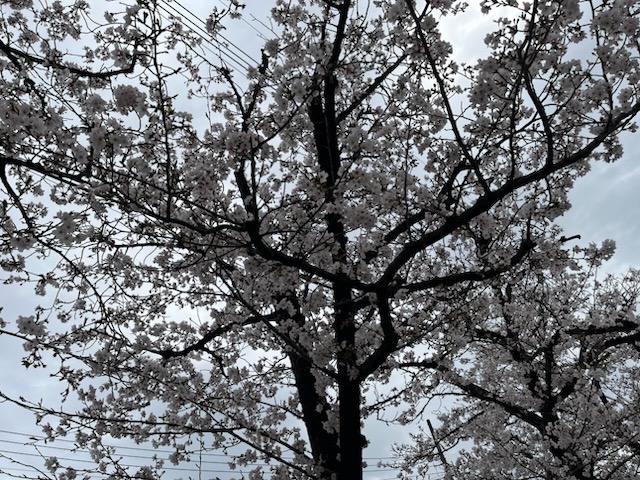 桜
