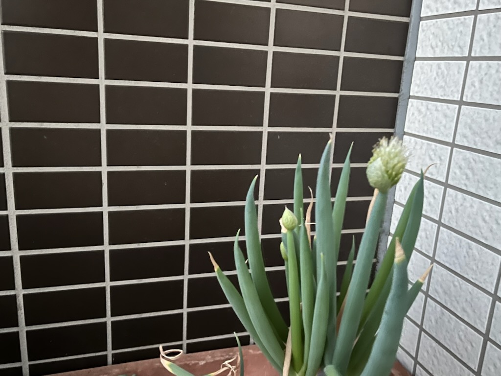 プランターのネギ坊主