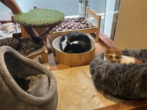 猫三匹が寝ている