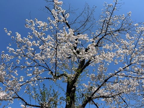 桜