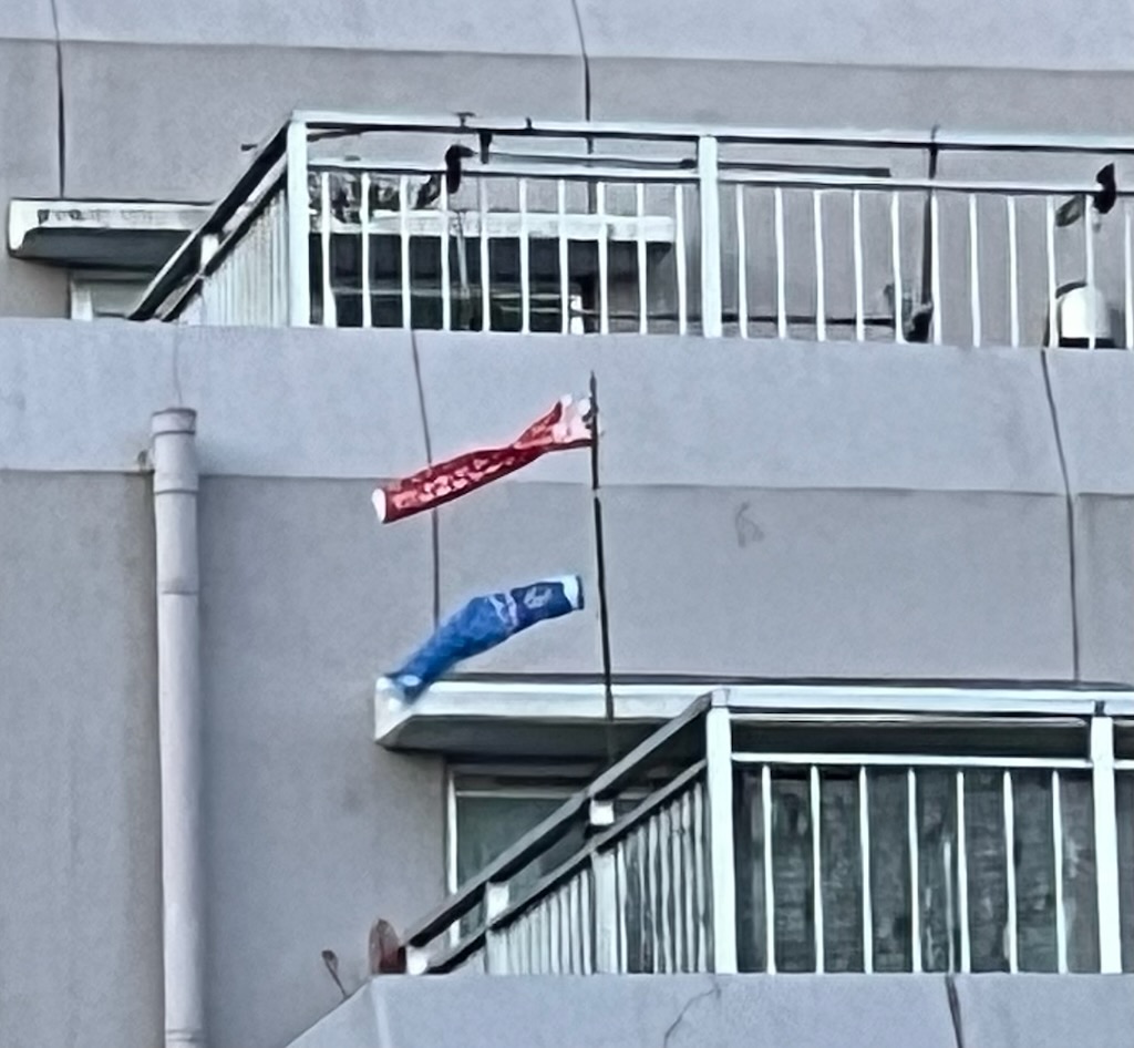 鯉のぼり