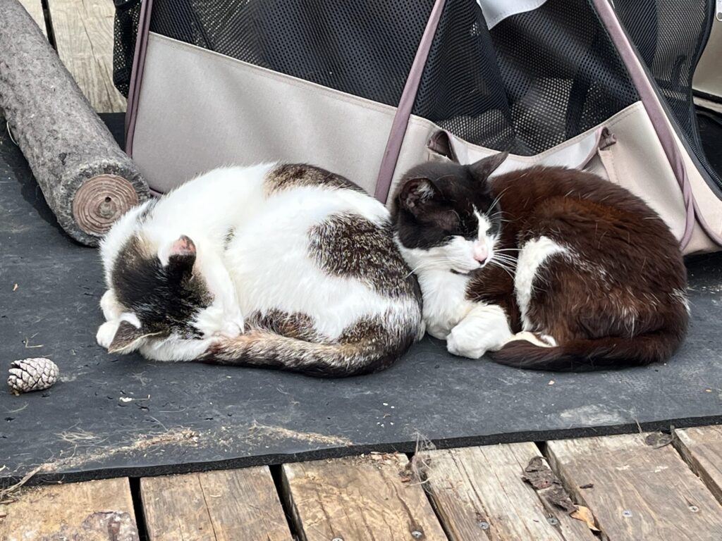 田代島の猫