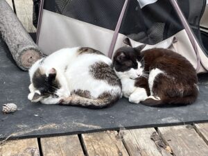 田代島の猫