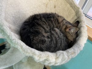 寝ている猫