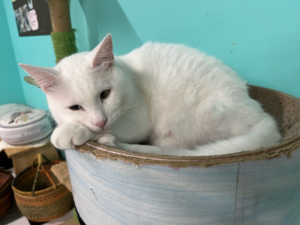 猫