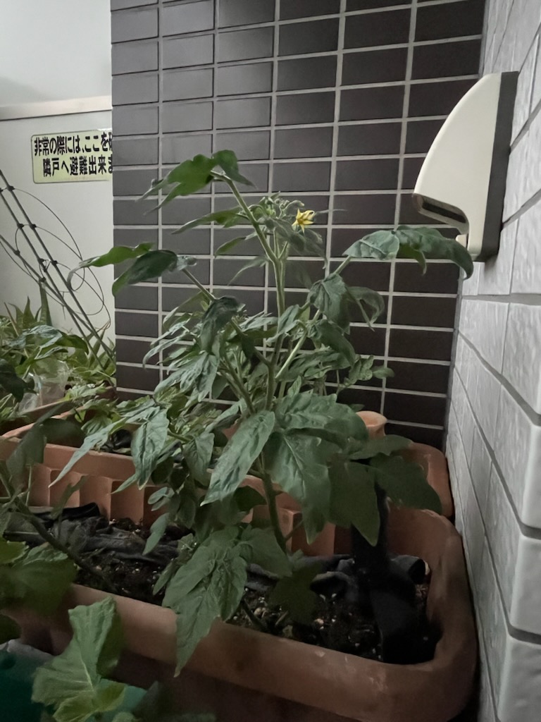 ミニトマトの花
