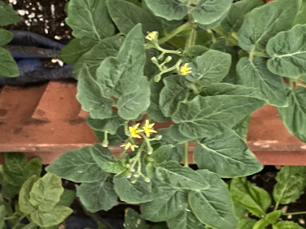 ミニトマトの花