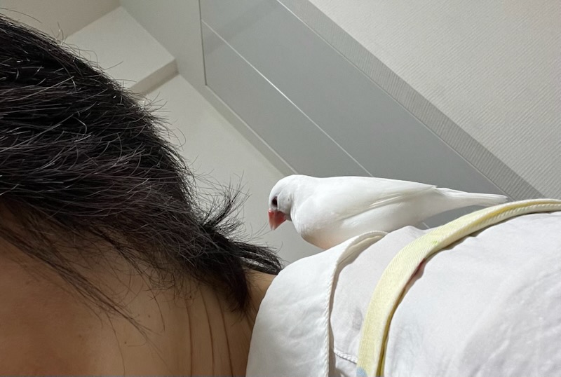 肩に乗る白文鳥