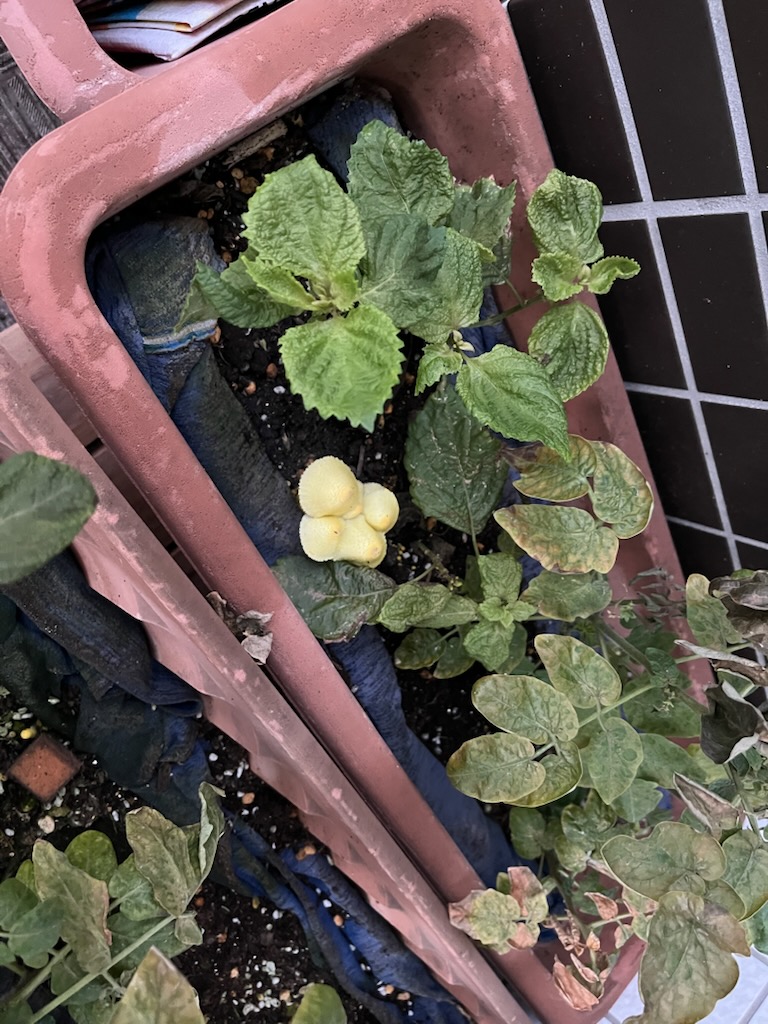 幸運のきのこ