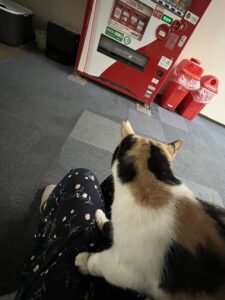 お膝猫